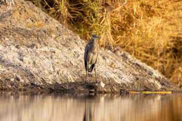 Great Blue Heron