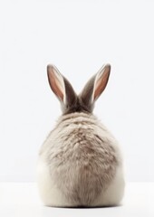 Obraz premium A rabbit with a circle white tail at the back mammal animal rodent.