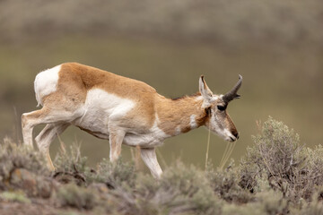 Pronghorn