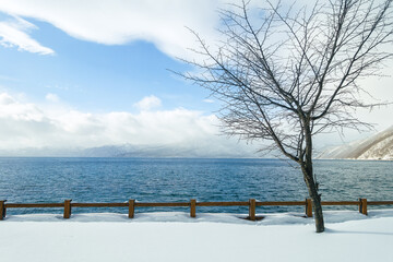 A tree by Lake Shikotsu in Hokkaido in winter with snow on the ground