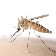Fototapeta premium Aedes Mosquito on Light Skin Surface
