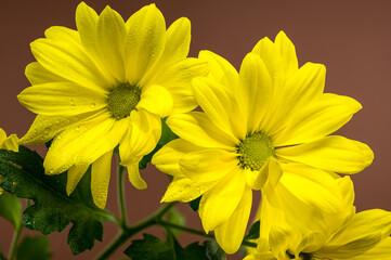 Close-up of Bright Yellow Chrysanthemum Copa Flowers