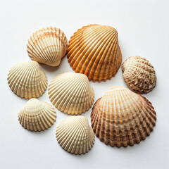 seashell collection on white background  summer beach ocean nature
