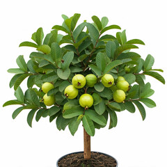green guava tree with fresh fruit growing in a pot on white background