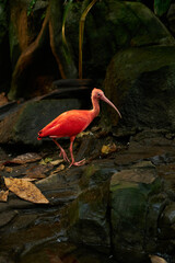 pink flamingo in the water