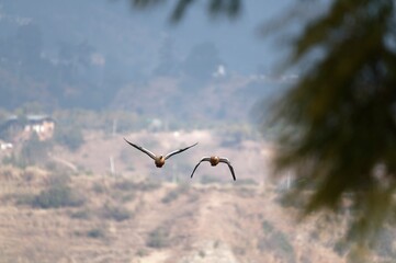 Ruddy shelduck pair flying