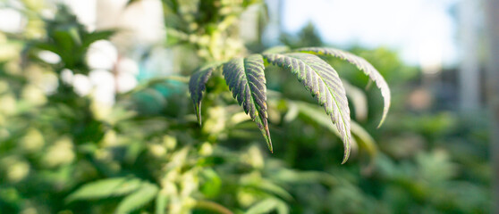 green leaf,green cannabis leaf,,cannabis strain outdoor Growing