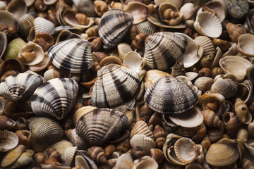 Seashells pattern. Seashell background. Colorful sea shells as background. Marine sea shells. Sea shells for wallpaper. Mollusk shells.