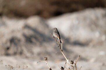 Black redstart