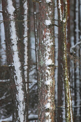 pine forest in winter