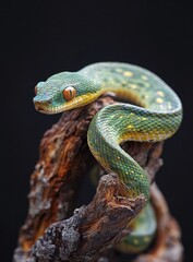 Stunning Close-Up of a Green Tree Snake Displaying Vibrant Colors and Intricate Patterns on a Twisted Branch Against a Dark Background