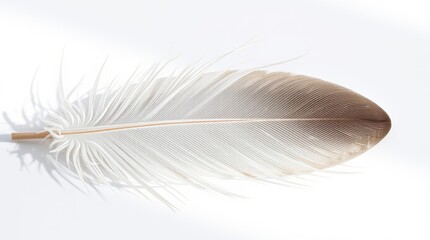 Elegant feather on soft white background