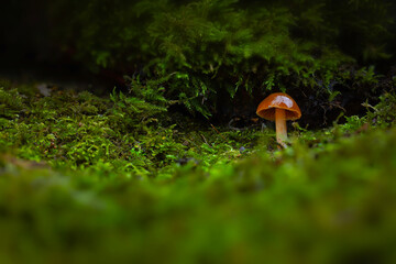 Mushrooms, the silent heroes of nature. Natural background.