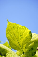 Bright Green Leaf Under Clear Blue Sky