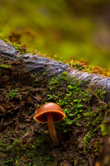 Mushrooms, the silent heroes of nature. Natural background.