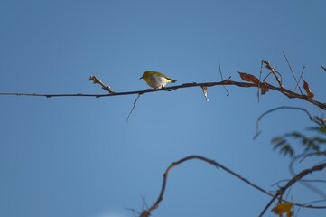 Oriental White Eye