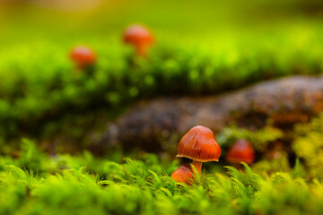 Mushrooms, the silent heroes of nature. Natural background.