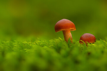 Mushrooms, the silent heroes of nature. Natural background.