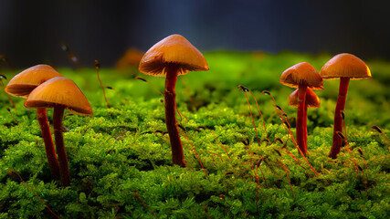 Mushrooms, the silent heroes of nature. Natural background.