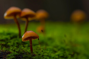 Mushrooms, the silent heroes of nature. Natural background.
