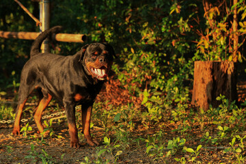 Rottweiler in the garden at sunset. Rottweiler dog lying on the floor and yawning
