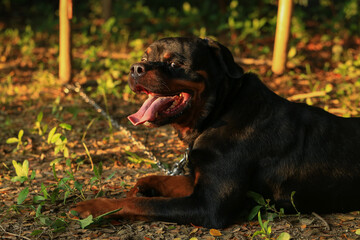 Rottweiler in the garden at sunset. Rottweiler dog lying on the floor and yawning
