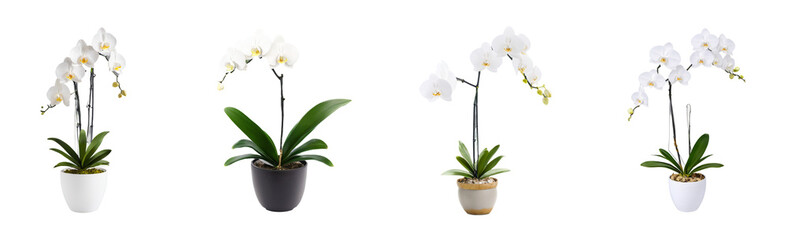 White color Orchid in a pot of a transparent background