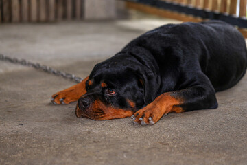 Rottweiler in the garden at sunset. Rottweiler dog lying on the floor and yawning
