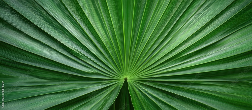 Poster tropical palm leaf close-up with radial pattern and ample empty space for text or design elements