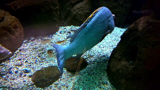 Closeup shot of Parrotfish under water at CRETAquarium Thalassokosmos in Crete, Greece.