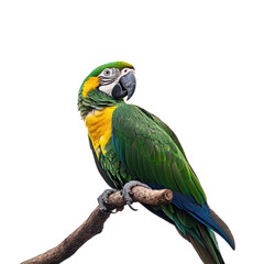 Fototapeta premium Amazon Parrot Perched on a Branch - Perfect for Wildlife and Bird Enthusiasts on transparent background.