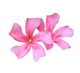 Oleander or Sweet Oleander or Rose Bay flowers. Close up pink flowers bouquet isolated on transparent background.	