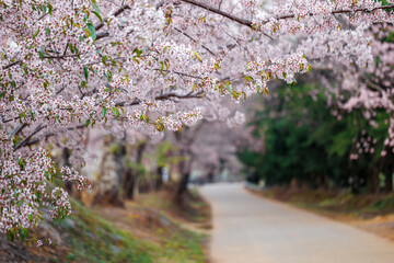 Picturesque pathway surrounded by vibrant sakura flower or cherry blossoms in full bloom, complemented by lush greenery and radiant flowers under a bright, serene springtime atmosphere.