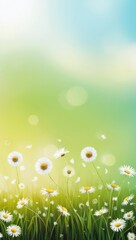 Beautiful wild flowers chamomile. Spring summer background. Landscape copy space, warm green colors and bokeh effect