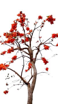 4K Close-Up of Vibrant Orange Bastard Teak Flowers in Full Bloom