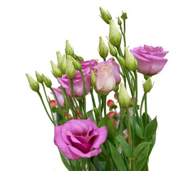 a bouquet of eustoma flowers growing in an apartment