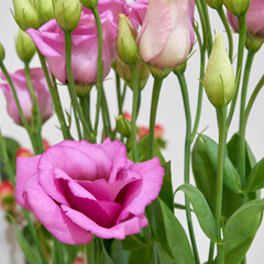 a bouquet of eustoma flowers growing in an apartment