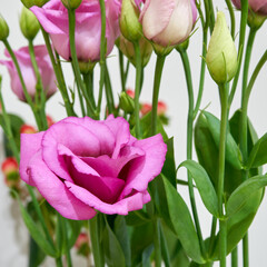 a bouquet of eustoma flowers growing in an apartment
