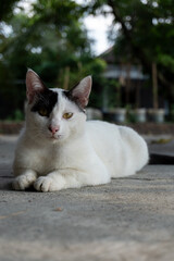 A white cat with black markings relaxing on a concrete surface with a natural outdoor background.
