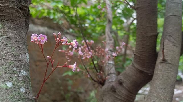 blooming strat fruit flowers in the garden