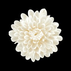 white flower on a black background