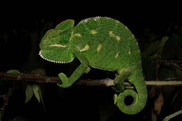 Indian chameleon on a branch