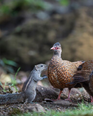 Portrait of a Indian palm squirrel and a red spurfowl in the forest of western ghats, India 