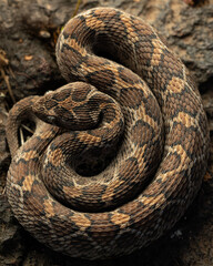 Echis carinatus, known as  saw-scaled viper, Indian saw-scaled viper, little Indian viper  is a viper species found in parts India