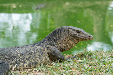 The Asian water monitor is a large varanid lizard native to South and Southeast Asia. 