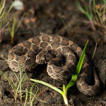 Saw-scaled pit viper or Indian small viper in its laterite habitat 