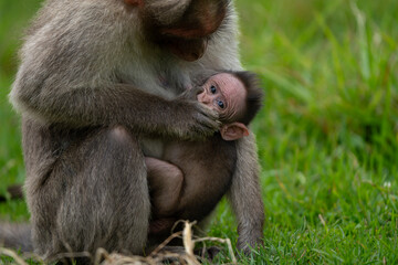 Monkey inspects its baby macaque if any ticks attached to its body