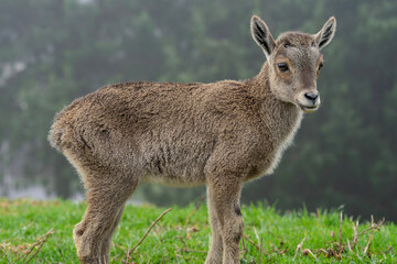 Obraz premium A juvenile Nilgiri tahr on a grassy meadow of western ghats, Munnar 
