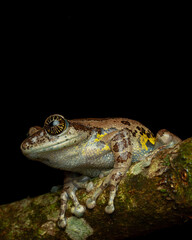 Ghatixalus asterops, the Ghat tree frog or starry-eyed Ghat tree frog endemic to India's Western Ghat mountains.	