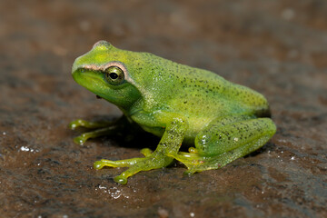 Ghatixalus asterops, the Ghat tree frog is endemic to India's Western Ghat mountains.